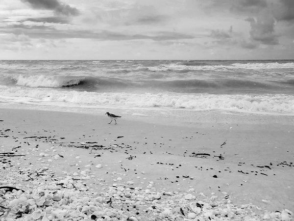 Black and white Beach-Sanibel Island-Florida-USA